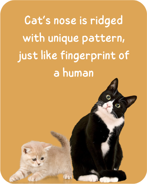 Cats nose is ridged with unique pattern, just like fingerprint of a human