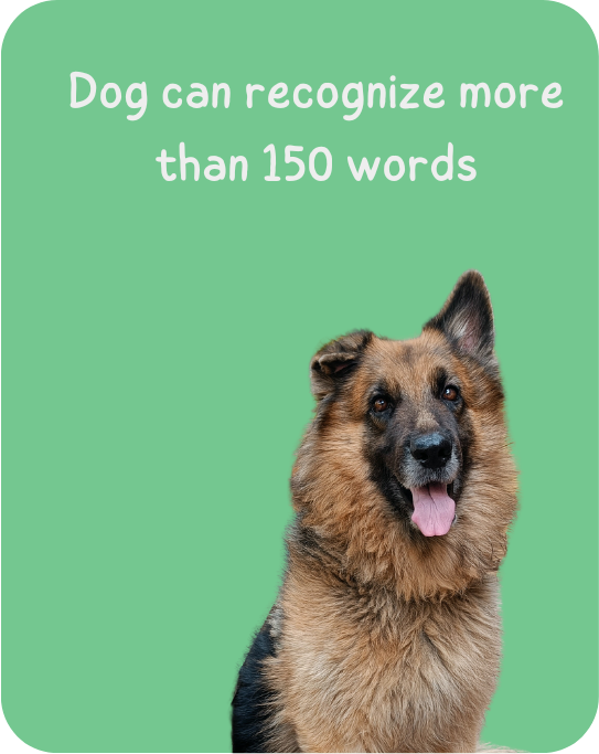 Dog can recognize more than 150 words