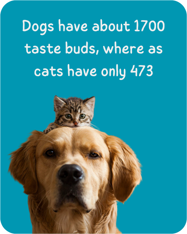 Dogs have about 1700 taste buds where as cats have only 473
