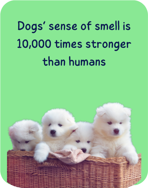 Dogs sense of smell is 10,000 times stronger than humans