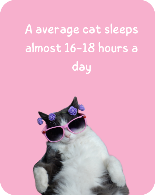 The average cat sleeps almost 16-18 hours a day